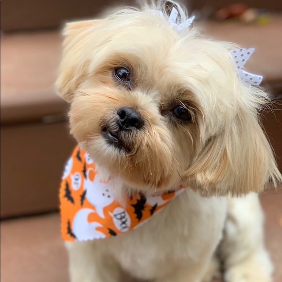 Meet Your Posh Ambassador Dee - Picture 5 of 15